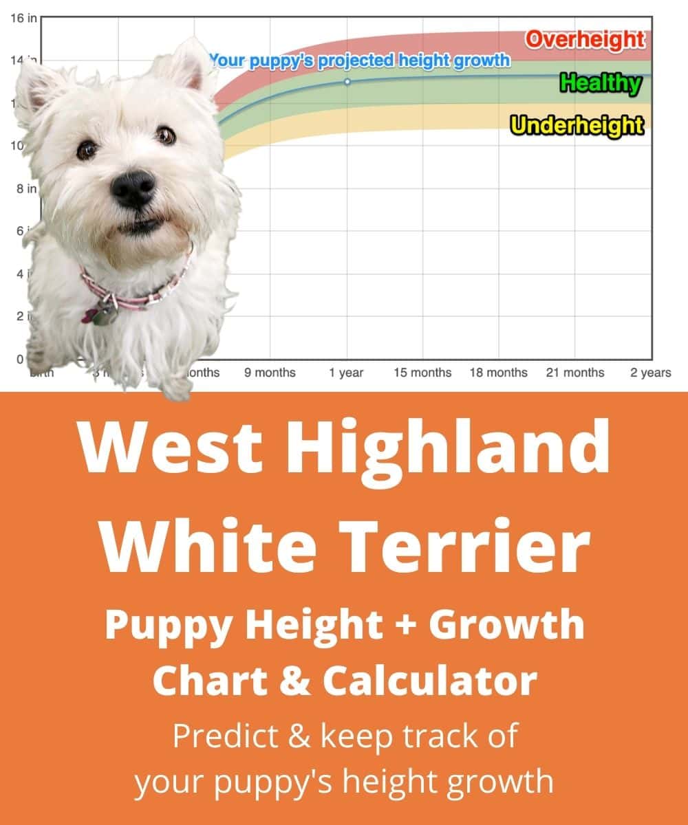 westie Puppy height Growth Chart